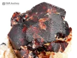 Deep reddish-brown spessartine garnet crystal with contrasting white quartz matrix.